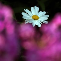 ромашка и флоксы :: Михаил Бибичков ромашка и флоксы :: Михаил Бибичков