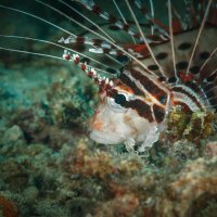 L I O N F I S H :: алексей афанасьев