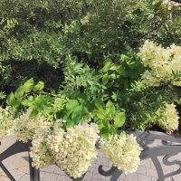 Гортензия :: Дмитрий Никитин Гортензия :: Дмитрий Никитин