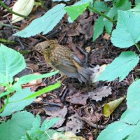 Уже не птенец, еще не зарянка :: Александр Чеботарь