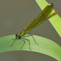 из вчерашней съемки 1 :: Александр Прокудин из вчерашней съемки 1 :: Александр Прокудин