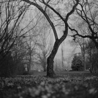 Black&Wight tree :: Виталий Потапкин