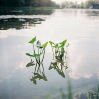 Изумруды пруда :: Виталий Потапкин