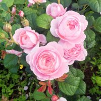 Розы :: Сапсан 