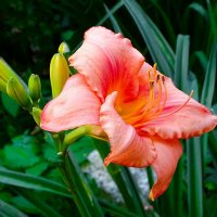 О красоте цветов. :: Милешкин Владимир Алексеевич О красоте цветов. :: Милешкин Владимир Алексеевич