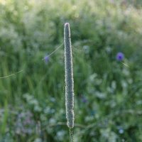 Утро :: Валерий Пославский