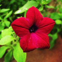 Бархатная красавица :: Людмила Смородинская Бархатная красавица :: Людмила Смородинская