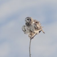 сова болотная. :: юрий макаров