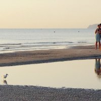 Любопытная чайка :: Сергей Швечков