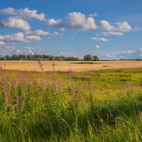 **** :: Елизавета .