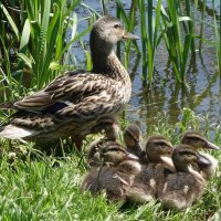 Утиный выводок :: Рита Симонова