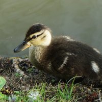 Утенок :: Рита Симонова