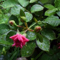 Прощай, июль! Спасибо за цветы. :: Татьяна Помогалова Прощай, июль! Спасибо за цветы. :: Татьяна Помогалова