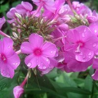 Флоксы :: Елена Семигина Флоксы :: Елена Семигина