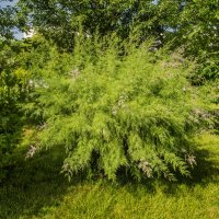 Куст :: Анатолий Чикчирный