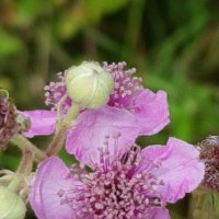 ЕЖЕВИКА :: Tata Wolf