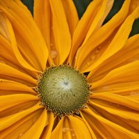 Сердцевина :: Екатерина 