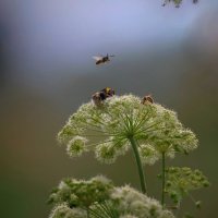 Живая природа, июль :: Николай Соколухин