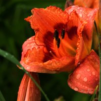 *** :: Владимир Безбородов *** :: Владимир Безбородов