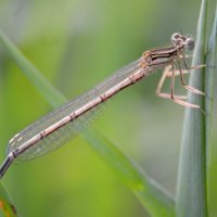 *** :: Надежда Куркина 