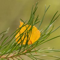 Листик :: Андрей Пристяжнюк