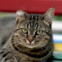 Маша :: Олегъ Петрович