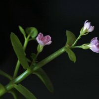 Каланхоэ :: Светлана 