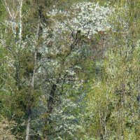 Весна с балкона... :: Syntaxist (Светлана)