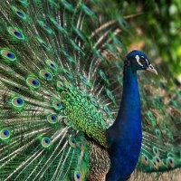 Павлин :: Viktoria Anufrieva Павлин :: Viktoria Anufrieva