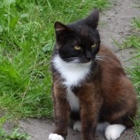 Кузьмич :: Антонина Гугаева