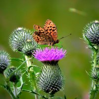 Живая природа :: Николай Соколухин Живая природа :: Николай Соколухин