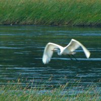 большая белая цапля :: gawrilа - dan