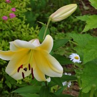 С последним днём июля! :: Светлана 