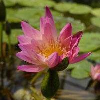 Цвела в пруду прекрасная Нимфея, Днём источая мягкий нежный свет,.. :: Галина 