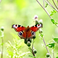 бабочки этого лета 3 :: Александр Прокудин бабочки этого лета 3 :: Александр Прокудин