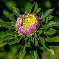 Лето,июль, цветы... :: Aquarius - Сергей