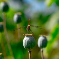 стре коза :: Serega Alucard X2