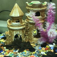 аквариум :: zavitok *