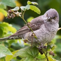 Ястребиная славка. :: Владимир Безбородов