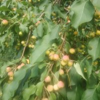 Ранетки :: Андрей Хлопонин