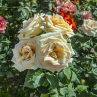 Розы :: Анатолий Чикчирный