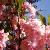 Весна :: Роман Савоцкий