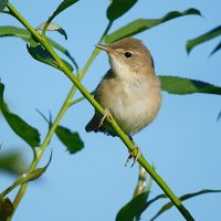 Камышовка :: Лина 