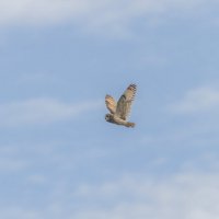 сова болотная. :: юрий макаров сова болотная. :: юрий макаров