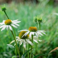 Эхиноцея белая. :: Sergey (Apg)