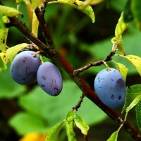 Поспели сливы :: Юрий. Шмаков Поспели сливы :: Юрий. Шмаков