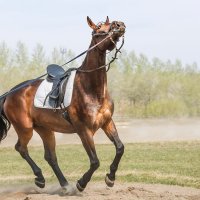 На корде :: SanSan 