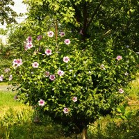 Гибискус :: Игорь Сикорский Гибискус :: Игорь Сикорский