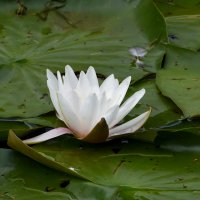 Москва. Воронцовский парк. Кувшинка. :: Наташа *****