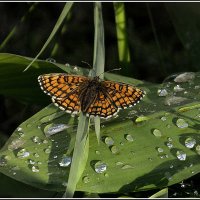 *** :: Aleksandr Gal